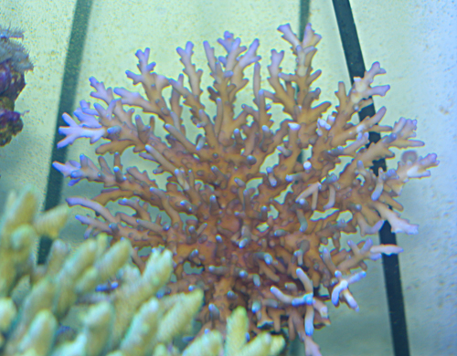 Acropora VPC