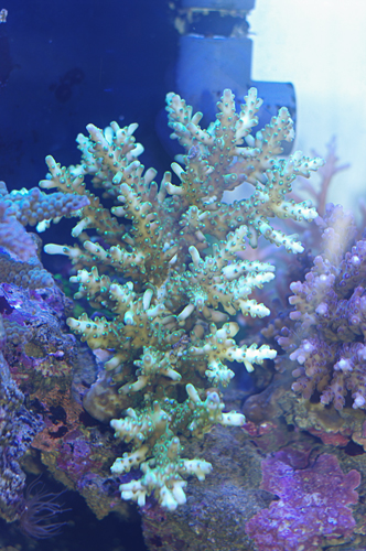 Acropora corail LPS