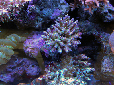 Acropora