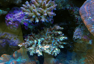 Acropora