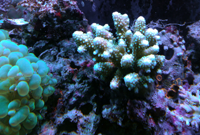 Acropora