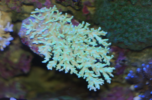 Acropora sauvage