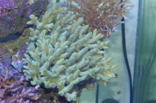 Acropora sauvage