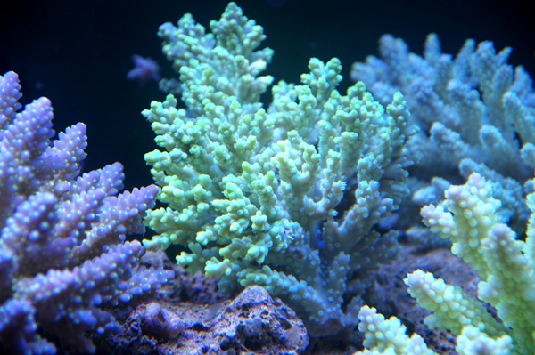 Acropora Australie