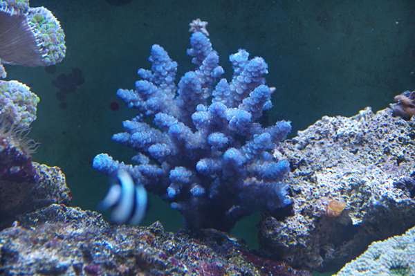 Acropora Australie