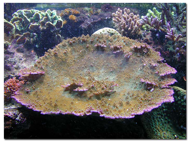 Acropora efflorescens