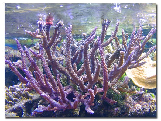 Acropora violet branchu aquarium récifal de la société SONY