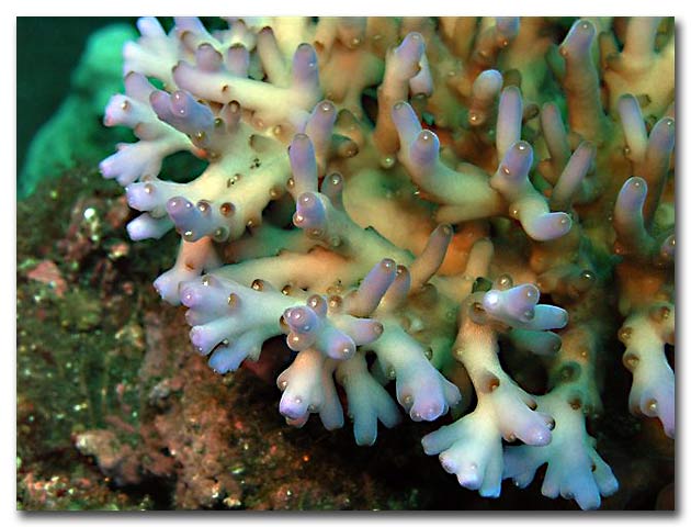 Acropora Bali