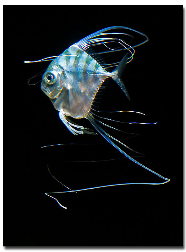 Alectis Indicus