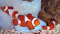 Amphiprion ocellaris