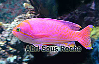 Anthias bimaculatus