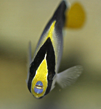 Apolemichthys xanthurus