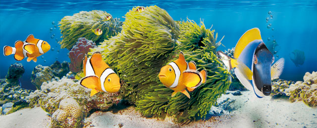 L'aquarium marin de Tetra
