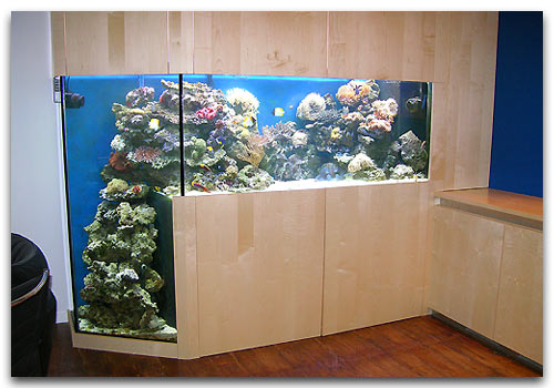 Aquarium récifal avec tombant et face pannoramique