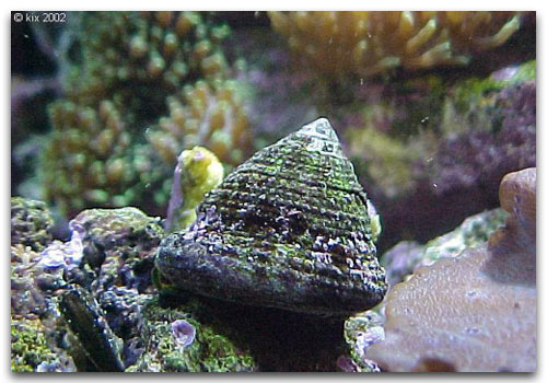Astrea escargot alguivore pour aquariums récifaux