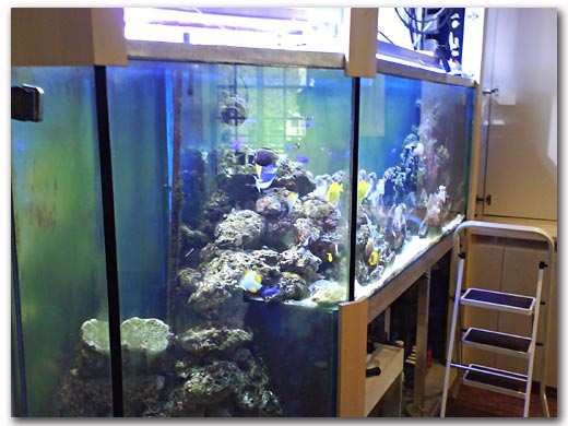 aquarium récifal pannoramique avec fosse