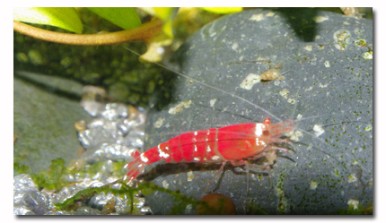 Caridina red crystal