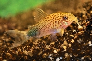 CORYDORAS SIMILIS