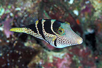 Canthigaster valentini