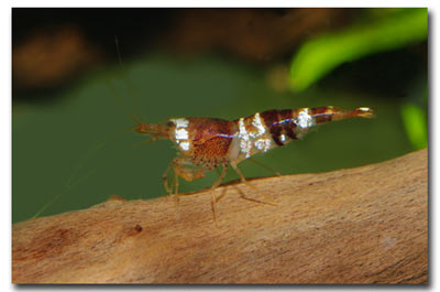 Caridina breviata hummel brown