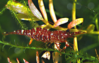 Caridina sp red orchid