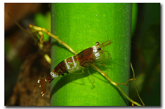 Caridina bumble bee brunne