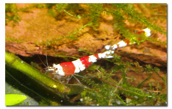 Caridina crystal red