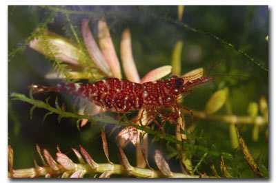 Crevette Caridina red orchid