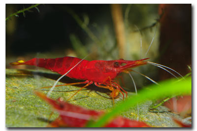 Caridina red yellow nose, Crevette caridina rouge çà rostre jaune