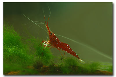 Crevette Caridina cardinale