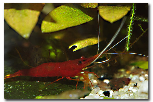 Caridina super red cherry