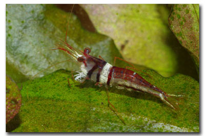 Crevette Caridina spongicola