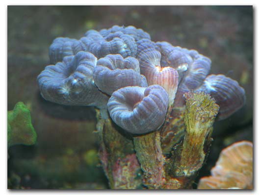 Caulastrea echinulata certainement dans un colori inabituel bleuté.