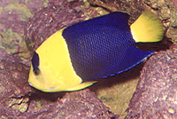 Centropyge bicolor