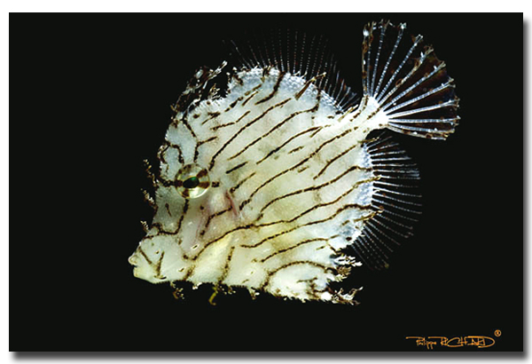 Chaetodermis penicilligerus