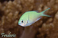 Chromis viridis