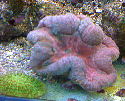 Corail gros polype