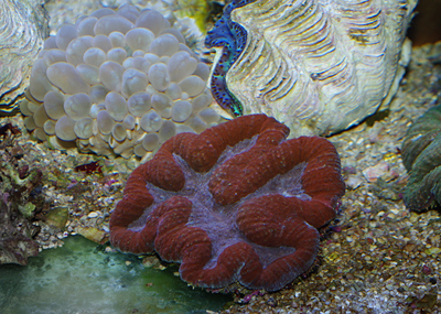 arrivage coraux Australe Abri sous roche