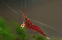 Crevette Caridina SP. cardinale