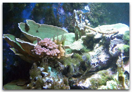 Derbesia envahissant les coraux