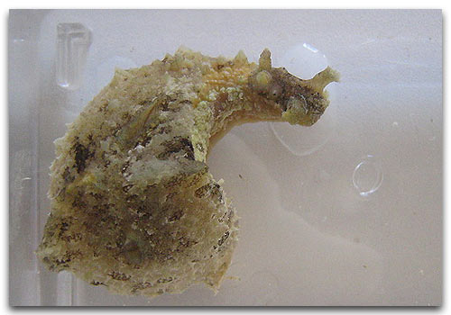 Dolabella limace herbivore pour aquarium récifal