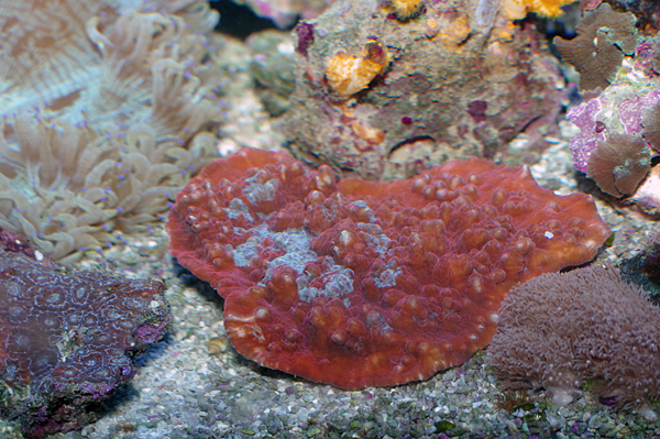 Echinophyllia aspera polypes rouges