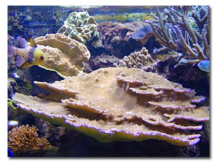 CROISSANCE D4UN aCROPORA EFLORESCENS AU SEIN DE L4AQUARIUM R2CIFAL DE LA SOCI2T2 sony 0 pARIS