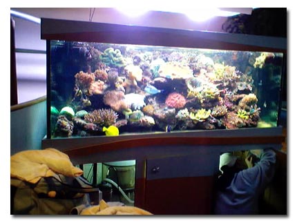 eNTRETIEN DE L4AQUARIUM R2CIFAL