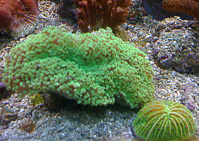 Euphyllia encora vert