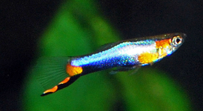 Guppys endler blue star