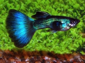 Guppy turquoise