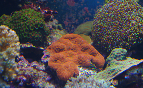 Corail LPS