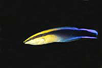 Labroides bicolor