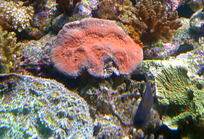 Lobophyllia